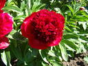Jean E. Bockstoce peony photo