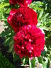 Jean E. Bockstoce peony photo