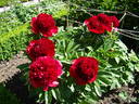 Jean E. Bockstoce peony photo