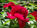 Jean E. Bockstoce peony photo