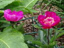 Barrington Belle peony photo