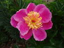 Doreen peony photo