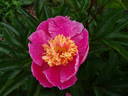 Doreen peony photo
