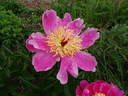 Doreen peony photo