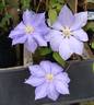 C. 'Mrs. P.B. Truax' clematis photo