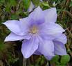 C. 'Mrs. P.B. Truax' clematis photo