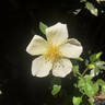 Yellow Mutabilis rose photo