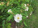 Trier rose photo