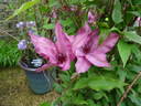 Giselle™ clematis photo