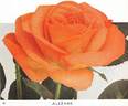 Alezane rose photo