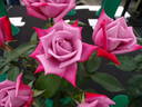 Dr. John Dickman rose photo