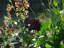 Black Jade ™ rose photo
