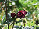 Black Jade ™ rose photo