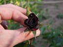 Black Jade ™ rose photo