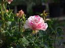 Berlingot rose photo
