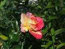 Rosita Missoni ® rose photo