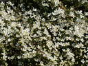 Alexander clematis photo