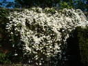 Alexander clematis photo