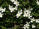 Alexander clematis photo