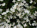 Alexander clematis photo