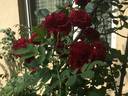 Aribau rose photo
