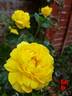 Baby Bio rose photo