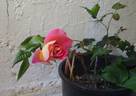 Saturnia rose photo