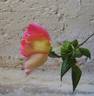Saturnia rose photo