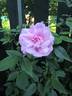 Jean Bach-Sisley rose photo