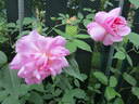 Jean Bach-Sisley rose photo