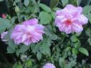 Jean Bach-Sisley rose photo