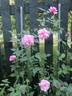 Jean Bach-Sisley rose photo