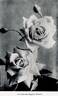 Kaiserin Augusta Victoria rose photo