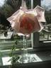 Belle Portugaise rose photo