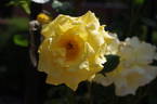 Gardeners Glory rose photo