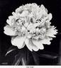 Asa Gray peony photo