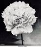 Crown of Gold peony photo