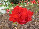 Cathedral City rose photo