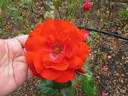 Cathedral City rose photo