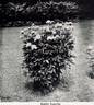 Edulis Superba peony photo