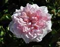 Miss Pretty rose photo