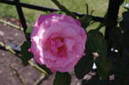 Dancing Queen rose photo