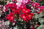 Home Run ™ rose photo