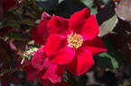Home Run ™ rose photo
