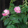 Hugo Roller rose photo