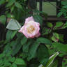 Hugo Roller rose photo