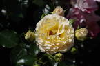 Rebecca Mary rose photo