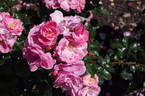 Showmee Dancing rose photo