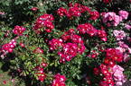 Showmee Music rose photo