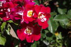Showmee Music rose photo